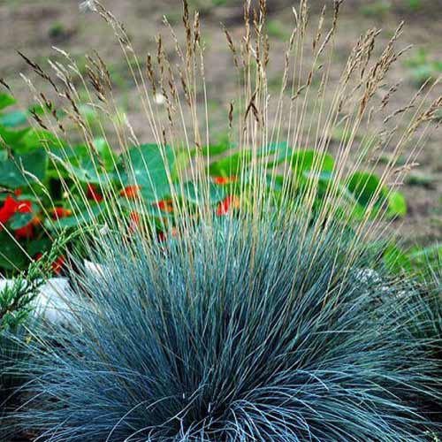 Овсяница сизая Фестина артикул фото 1 Овсяница сизая Фестина рисунок 1 артикул 01385