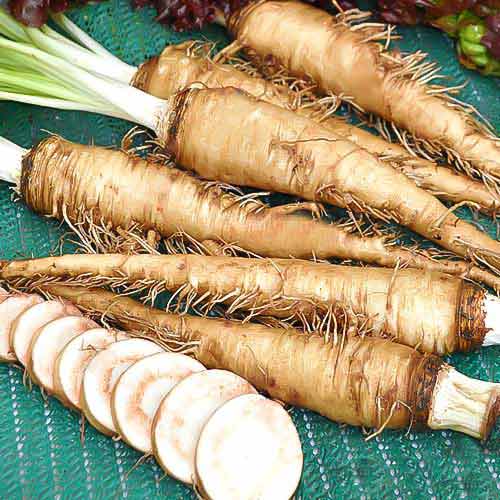 Овсяный корень Seedera рисунок 1 артикул 66482