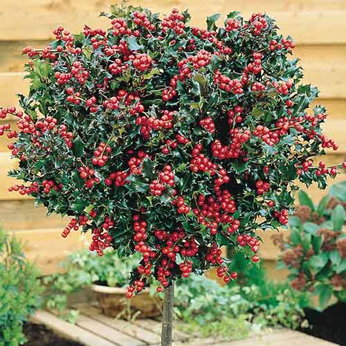 Падуб Блю Енджел зображення 1 артикул 4743