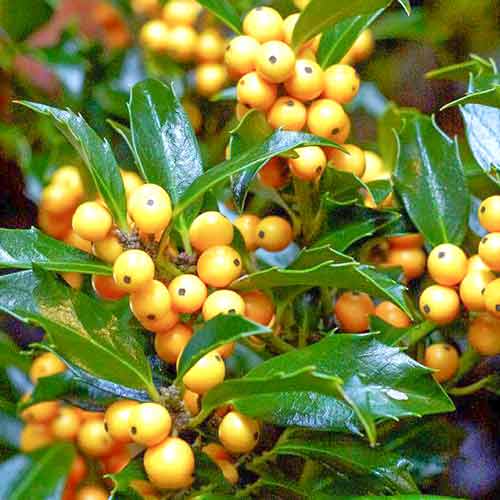 Падуб Голден Герл, саджанці зображення 1 артикул 4744