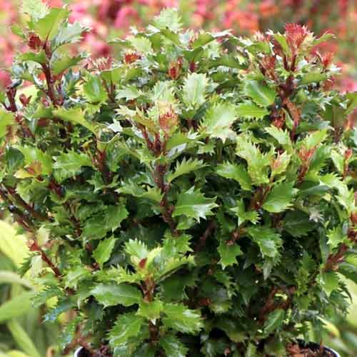 Падуб Литл Раскал рисунок 1 артикул 4745