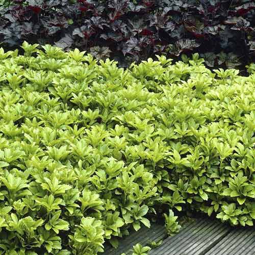 Пахісандра верхівкова зображення 1 артикул 4773