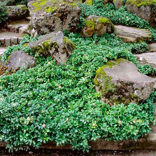 Пахізандра Грін Шин зображення 1 артикул 68740