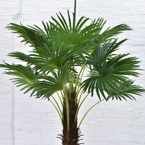 Пальма Вашингтония артикул фото 1 Пальма Вашингтония рисунок 1 артикул 72091