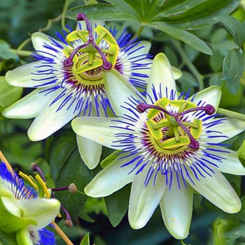 Маракуйя (пассифлора) Вайт-Блю рисунок 1 артикул 76700