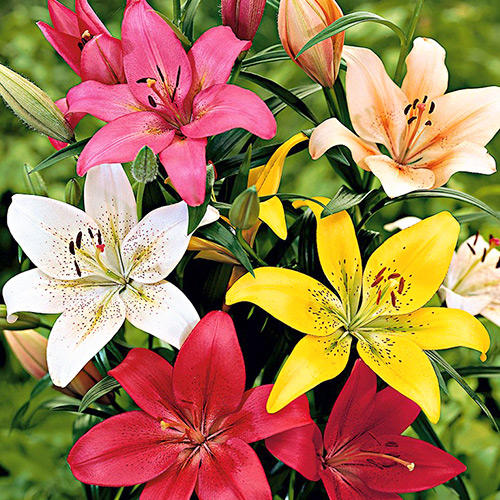 Суперпропозиція! Комплект ЛА-гібридів лілій, мікс з 8 цибулин зображення 1 артикул 67934