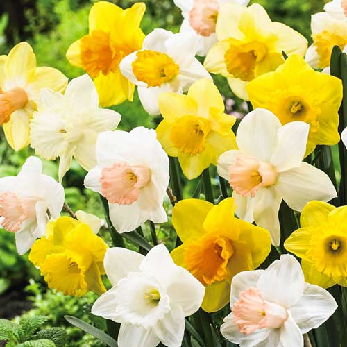 Суперпредложение! Комплект нарцисов трубчатых, микс из 40 луковиц рисунок 1 артикул 67937