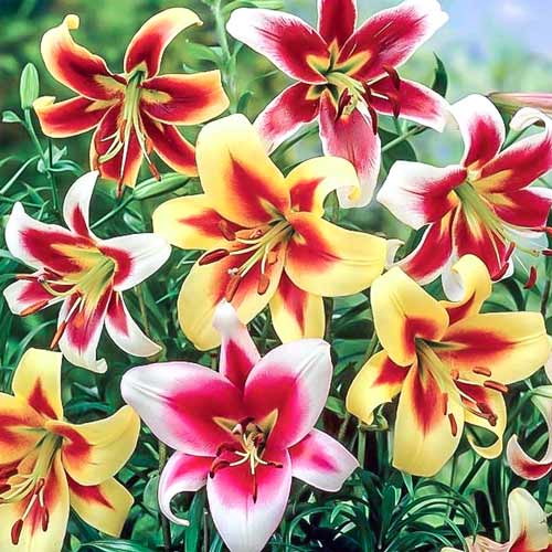 Суперпредложение! Комплект ОТ-гибридов лилий, микс из 5 луковиц  рисунок 1 артикул 67935