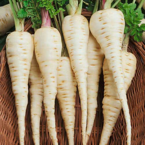 Пастернак Гурман, семена артикул фото 1 Пастернак Гурман, семена рисунок 1 артикул 65969