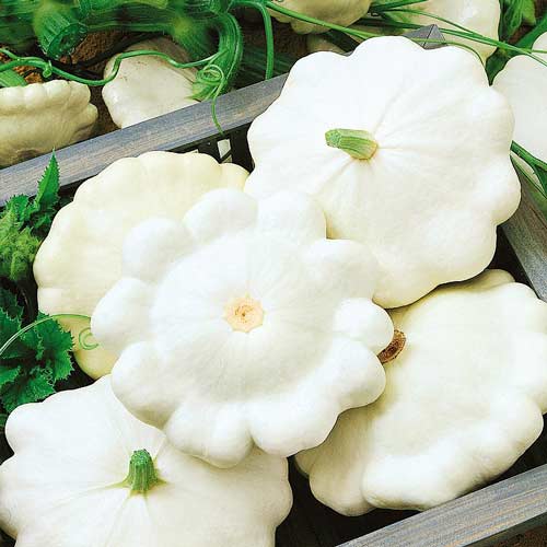 Патиссон белый Жемчужинка рисунок 1 артикул 72201