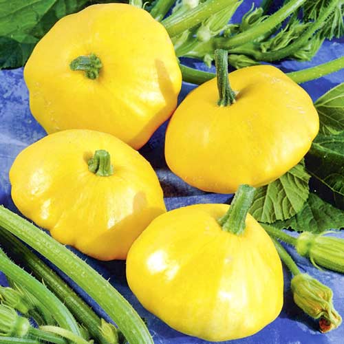 Патиссон Вестерн Санрайз F1 рисунок 1 артикул 72412