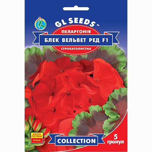 Пеларгонія Блек Вельвет Ред F1 GL Seeds артикул фото 1 Пеларгонія Блек Вельвет Ред F1 GL Seeds зображення 1 артикул 99504