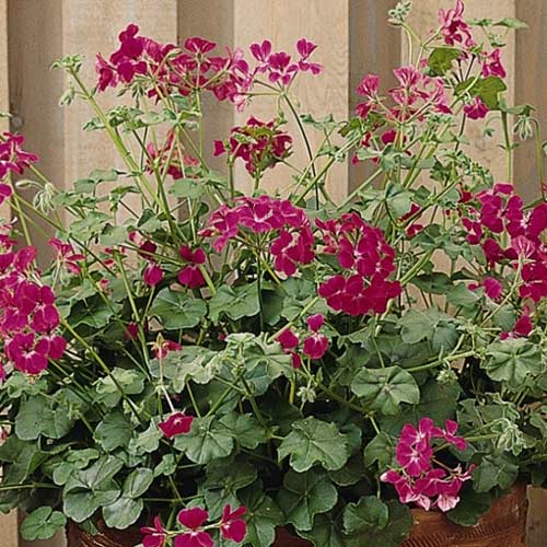 Пеларгония Летний дождь Фуксия Садыба центр рисунок 1 артикул 89498