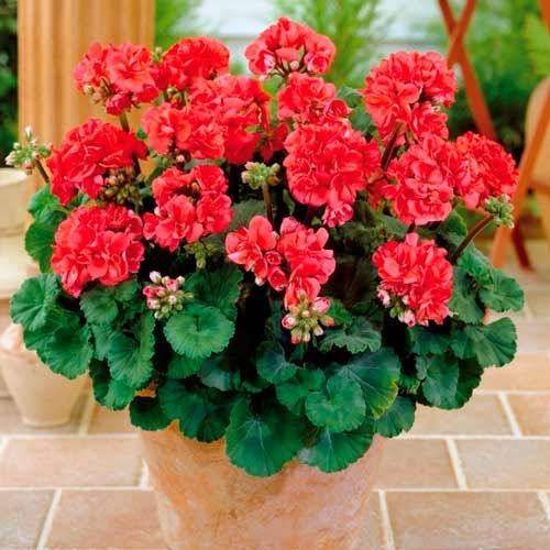 Пеларгония зональная F2 красная, семена рисунок 1 артикул 66218