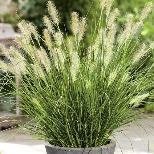 Пеннисетум, саженцы рисунок 1 артикул 76345