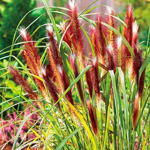 Пеннисетум Ред Хэд рисунок 1 артикул 76346