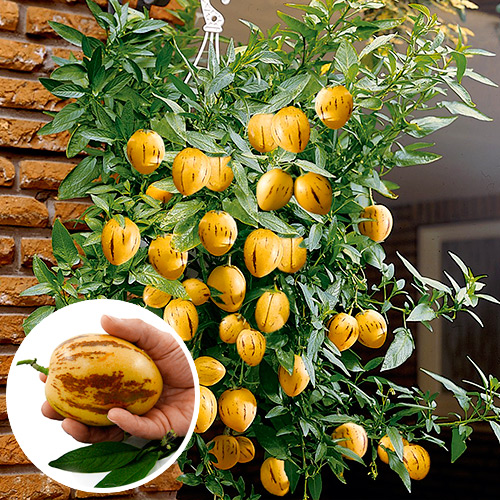 Пепино Консуэло (Дынное дерево) ,семена рисунок 1 артикул 65256