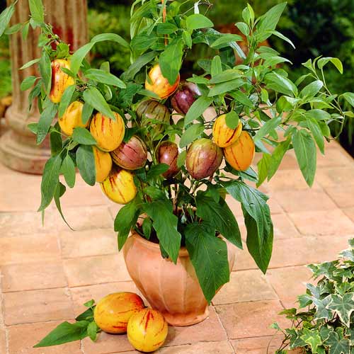 Пепіно Seedera зображення 1 артикул 65675