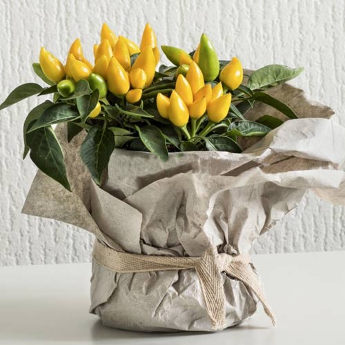 Перец декоративный Голд Фингер рисунок 1 артикул 65313