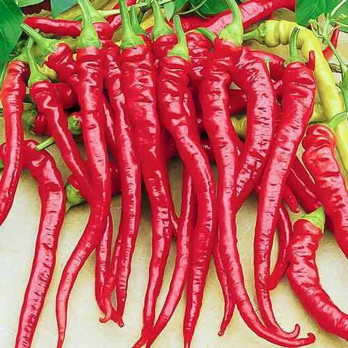 Перец Горький, семена рисунок 1 артикул 70032