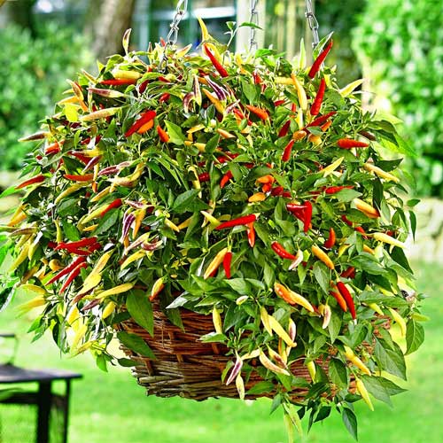 Перець кущовий Кошик полум'я F1, плазмове насіння артикул фото 1 Перець кущовий Кошик полум'я F1, плазмове насіння зображення 1 артикул 65282