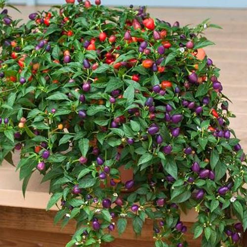 Перець кущовий Локо F1, плазмове насіння артикул фото 1 Перець кущовий Локо F1, плазмове насіння зображення 1 артикул 65283