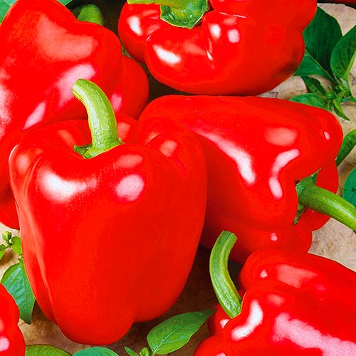 Перец сладкий Мушкет Vinel seeds рисунок 1 артикул 95718