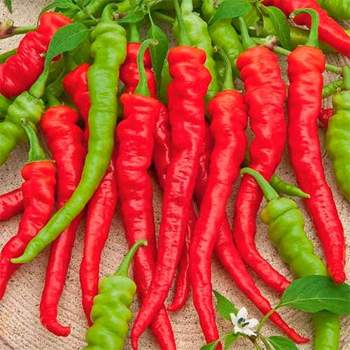 Перець гострий Баранячий ріг, насіння артикул фото 1 Перець гострий Баранячий ріг, насіння зображення 1 артикул 70165