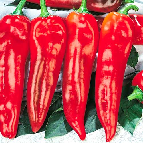 Перец острый Бивень, семена артикул фото 1 Перец острый Бивень, семена рисунок 1 артикул 70164