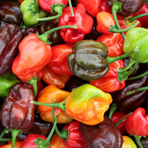 Перец острый Хабанеро, смесь семян Seedera рисунок 1 артикул 72429