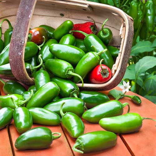 Перец острый Халапеньо Seedera рисунок 1 артикул 72431