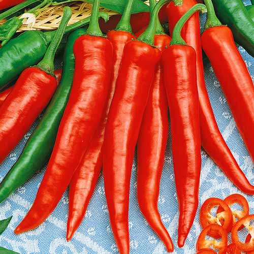 Перец острый Каперино чили Seedera рисунок 1 артикул 72425
