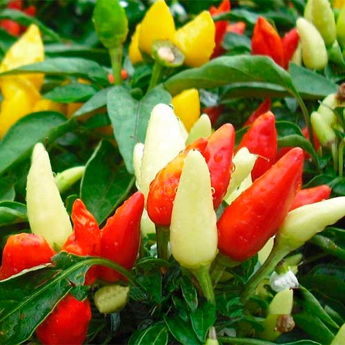 Перець гострий Маленьке диво, насіння артикул фото 1 Перець гострий Маленьке диво, насіння зображення 1 артикул 70166