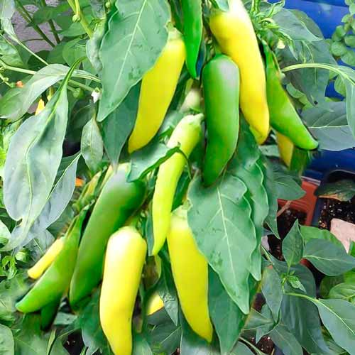 Перец острый Пепперони Сигаретта Бионда Seedera рисунок 1 артикул 72426