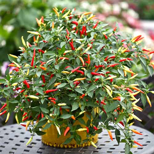 Перец острый, семена рисунок 1 артикул 65434