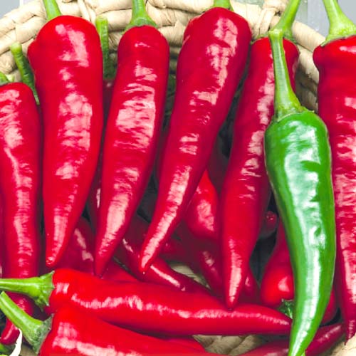 Перець гострий Український Seedera зображення 1 артикул 72428