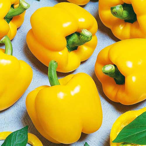 Перець солодкий Асті Єллоу артикул фото 1 Перець солодкий Асті Єллоу зображення 1 артикул 72417