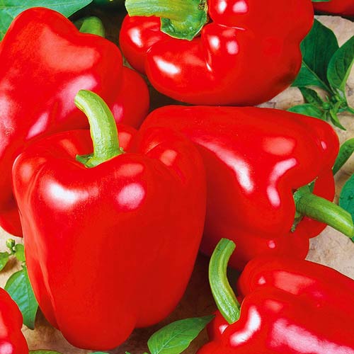 Перець солодкий Асті Ред зображення 1 артикул 72418