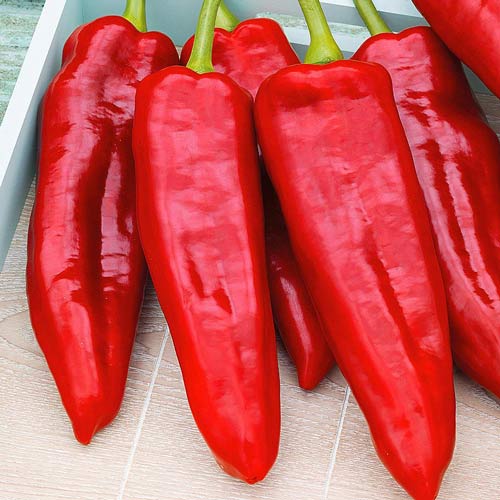 Перец сладкий Богатырь Seedera рисунок 1 артикул 65588