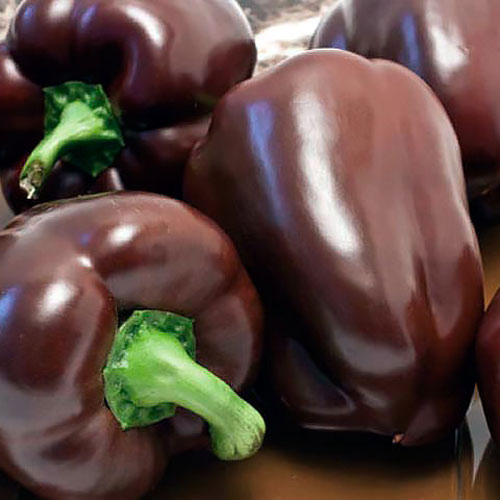 Перець солодкий Чорний квадрат зображення 1 артикул 65593