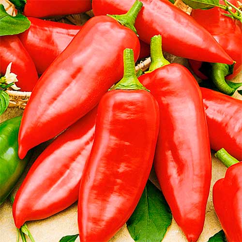 Перець солодкий для Гриля, насіння артикул фото 1 Перець солодкий для Гриля, насіння зображення 1 артикул 70168