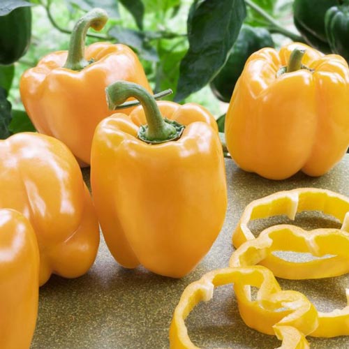 Перец сладкий Желтый квадрат Seedera рисунок 1 артикул 66494