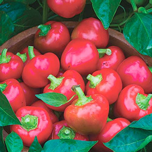 Перец сладкий Колобок Seedera рисунок 1 артикул 65590