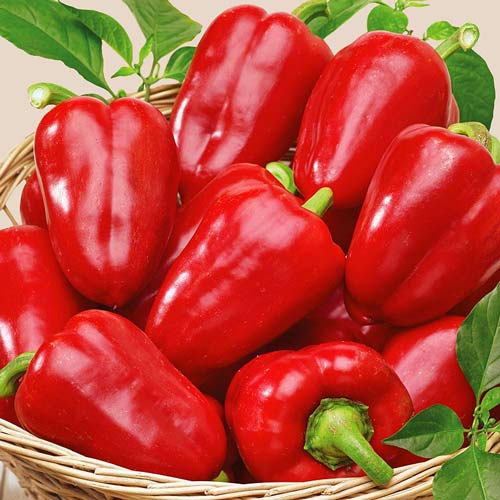 Перець солодкий Червоне чудо, насіння зображення 1 артикул 66496
