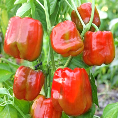 Перец сладкий Красный куб F1, семена рисунок 1 артикул 70173