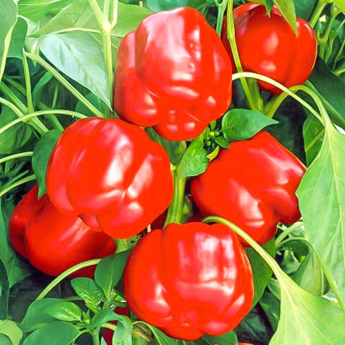 Перець солодкий Червоний квадрат Seedera зображення 1 артикул 66497