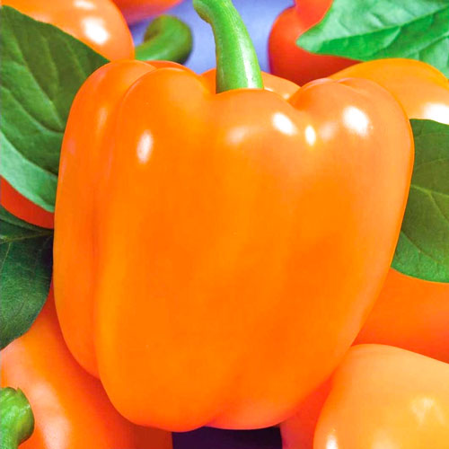 Перець солодкий Оранжеве диво Seedera зображення 1 артикул 65591