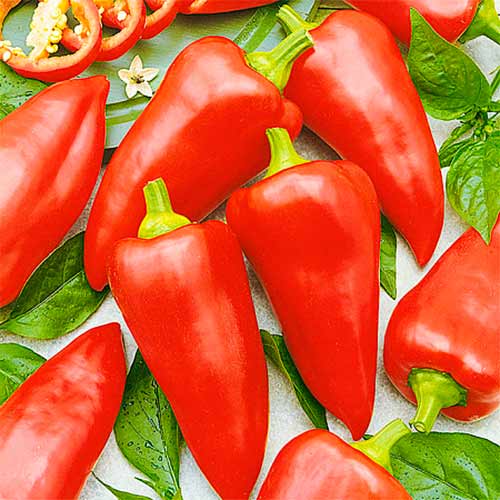 Перец сладкий Подарок Молдовы, семена артикул фото 1 Перец сладкий Подарок Молдовы, семена рисунок 1 артикул 70041