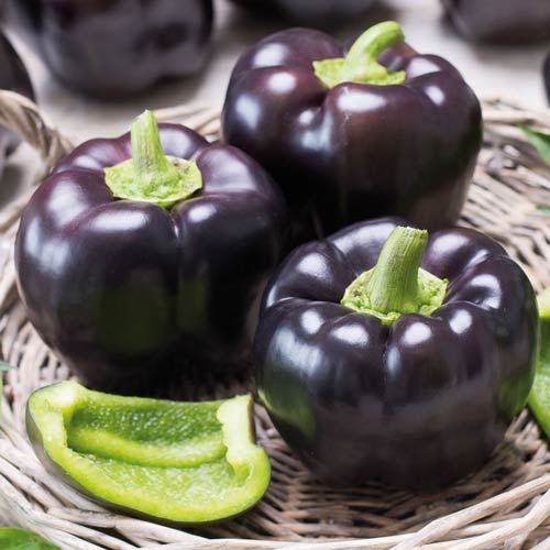 Перець солодкий Пурпуровий дзвін Seedera зображення 1 артикул 66498