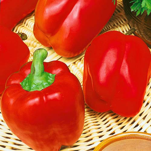 Перец сладкий Топ Гриль Seedera рисунок 1 артикул 72436